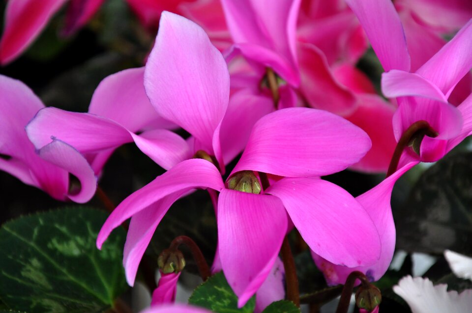 Spring flower pink flower nature