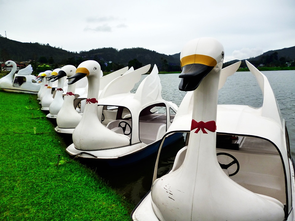 Swans toy boats water