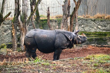 Wild animal animal world mammal