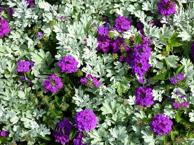 Plant splash of color violet photo