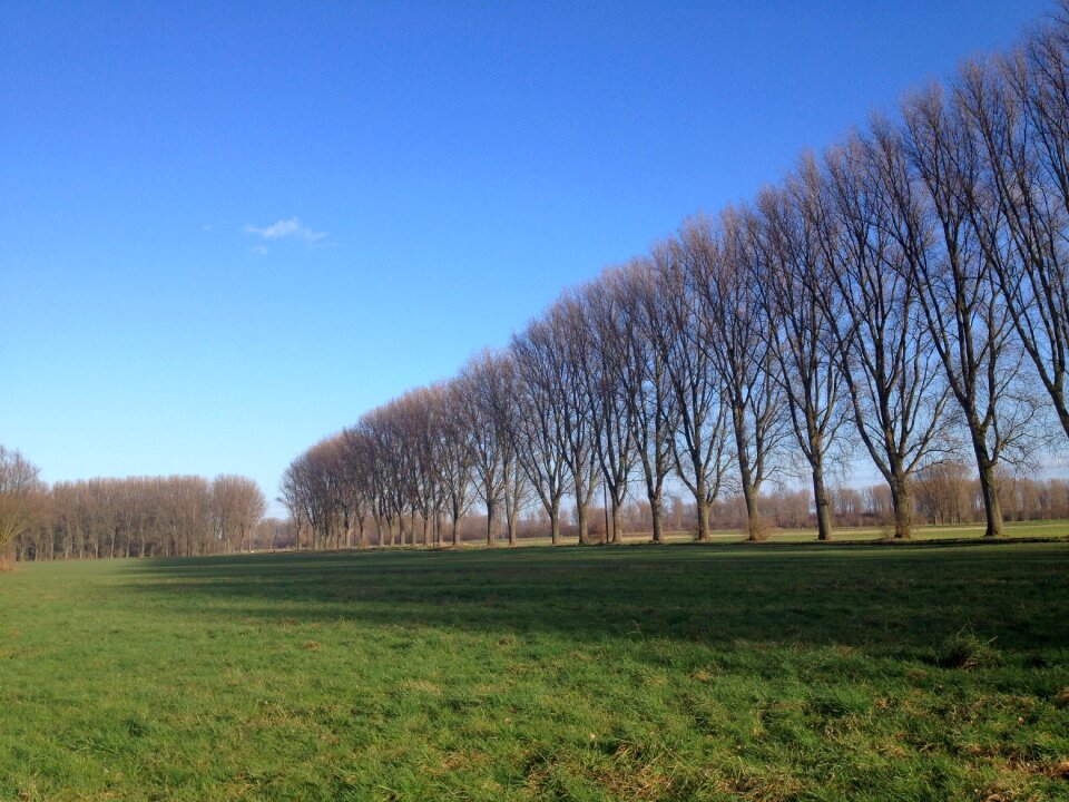 Row of trees landscape niederrhein