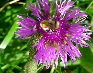 Flower purple insect