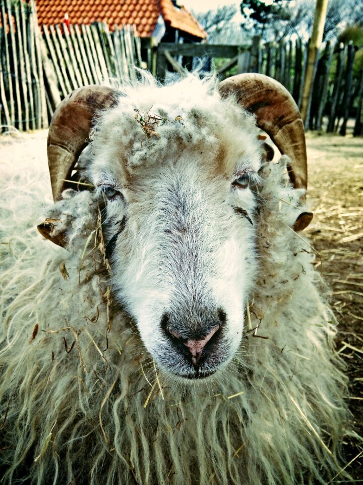 Netherlands mammals nature