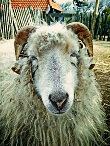 Netherlands mammals nature