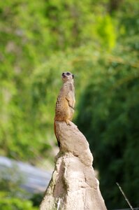 Surricate zoo mulhouse
