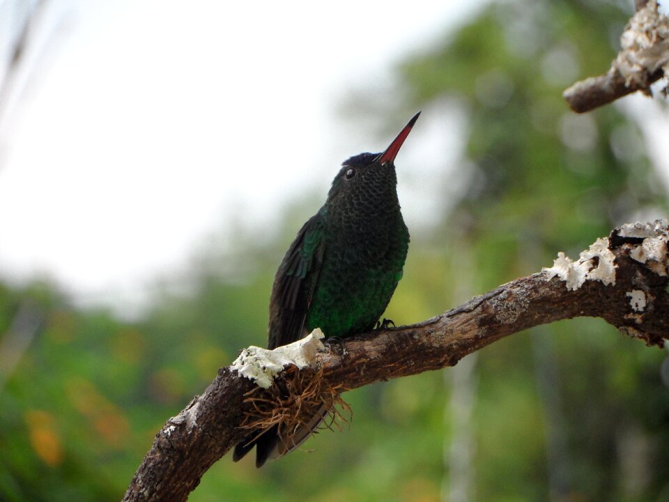 Peak fauna colombia photo