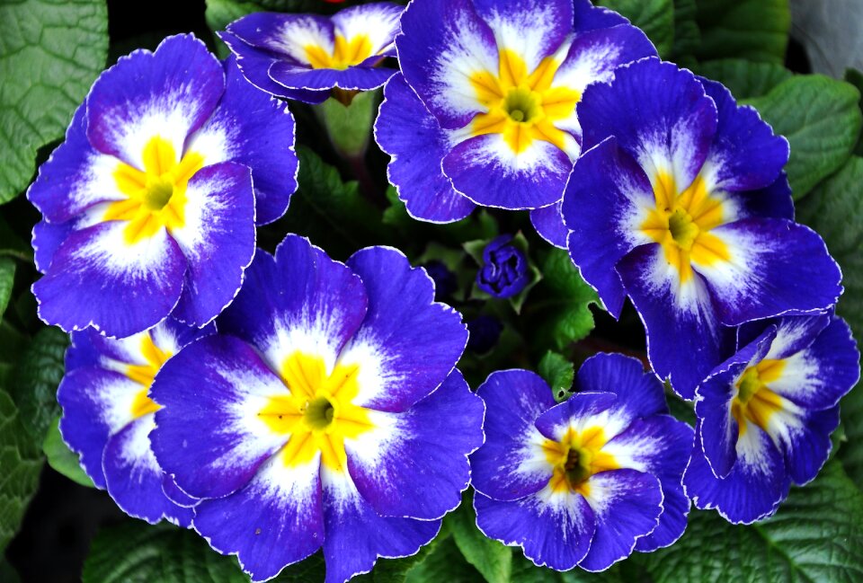 Spring flowers blue primula