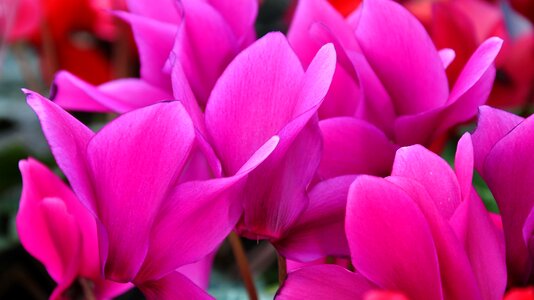 Spring flower pink flower nature