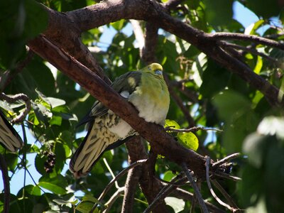 Green dove bird taipei photo