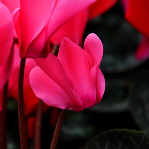 Spring flower pink flower nature