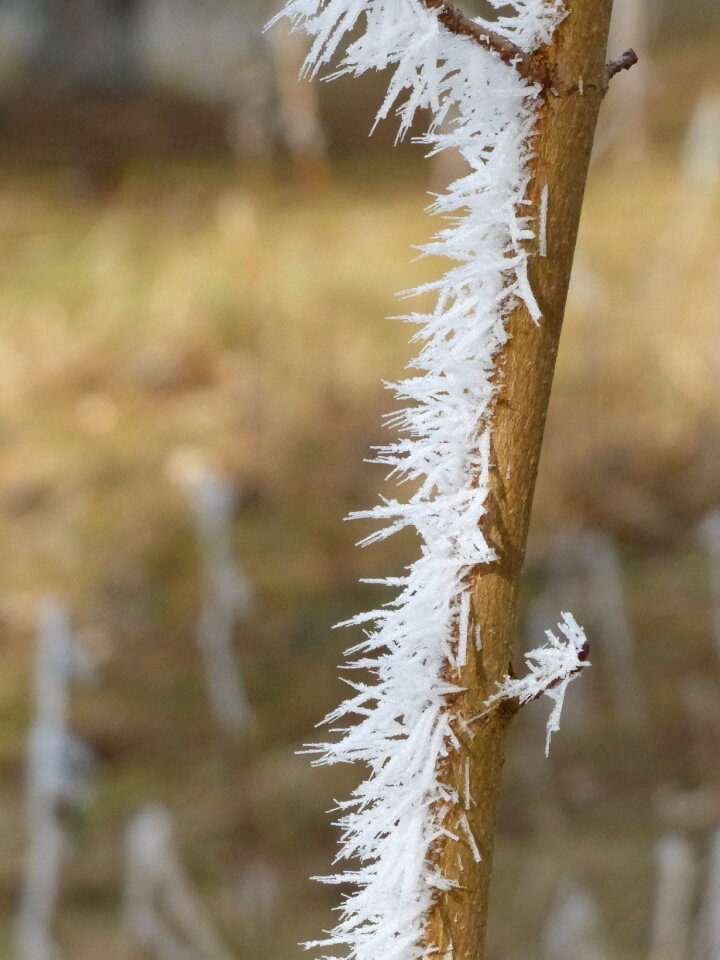Branch nature winter