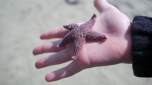 Star sand holiday photo