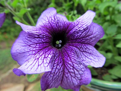 Purple closeup