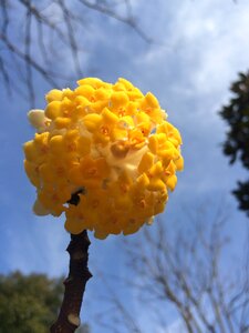 Flower yellow close-up photo