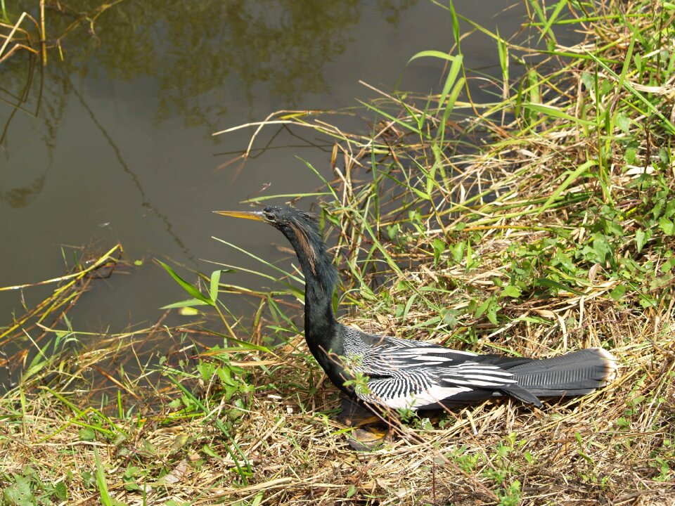 Water turkey secret crow