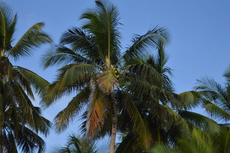 Palm tree tropical photo