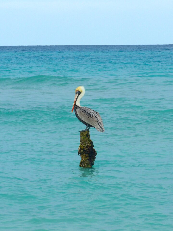 Water bird seevogel beach
