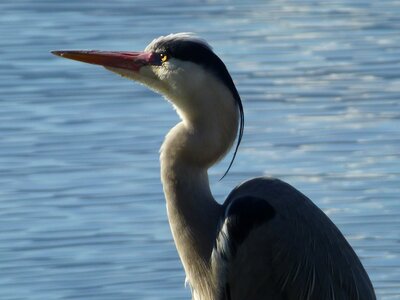 Heron nature ornithology