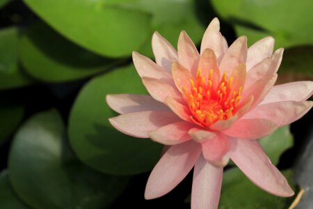 Nature water lilies plants