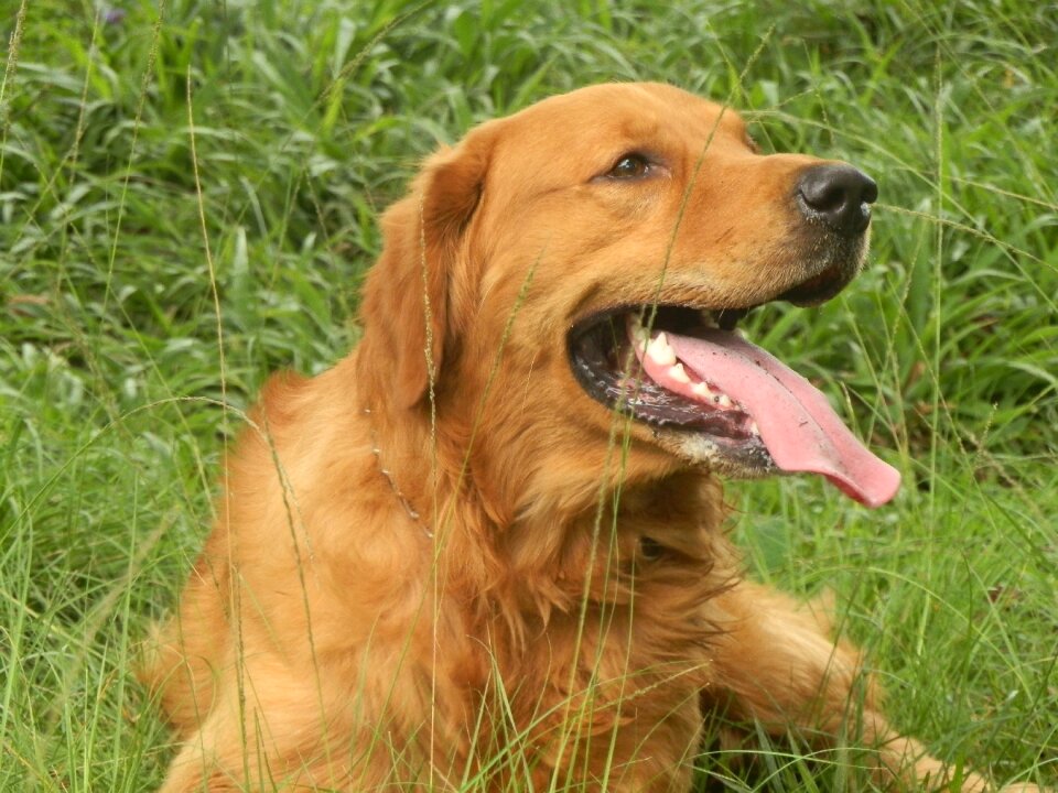 Golden retriever pet animals