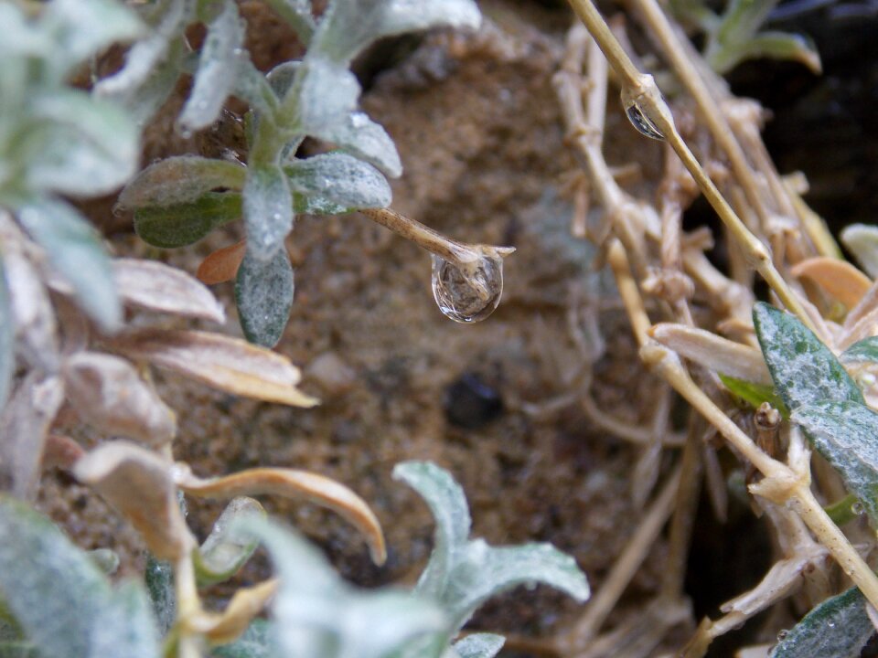 Leaf drops of water nature