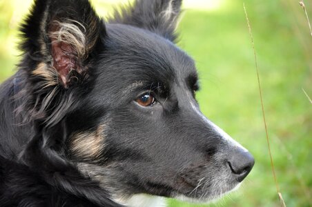 Black and white berger sheepdog photo