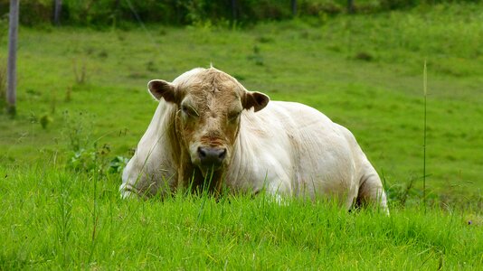 Animal cattle livestock