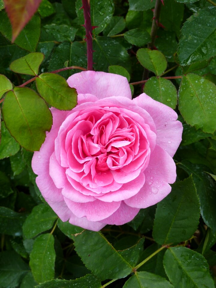 Pink english rose garden roses