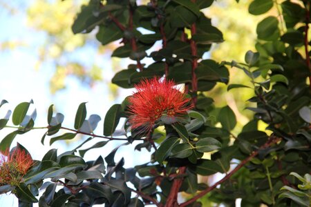 Red hawaiian exotic photo