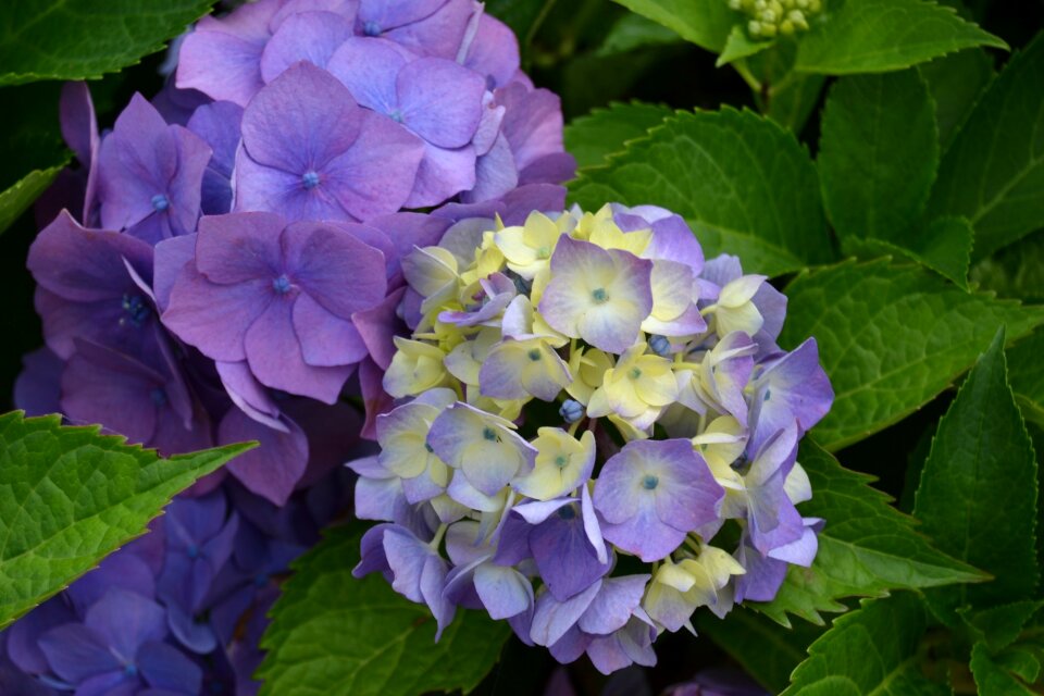 Purple flowers nature purple flower