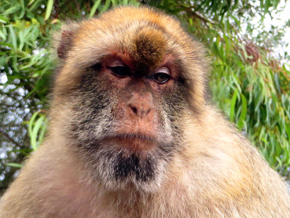 Animal primate europe