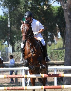 Horse show jumping riding