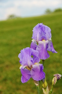Nature spring beautiful