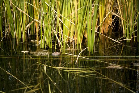 Water plant properties
