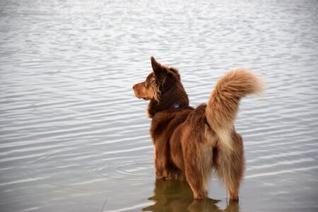 Lake water dog wet
