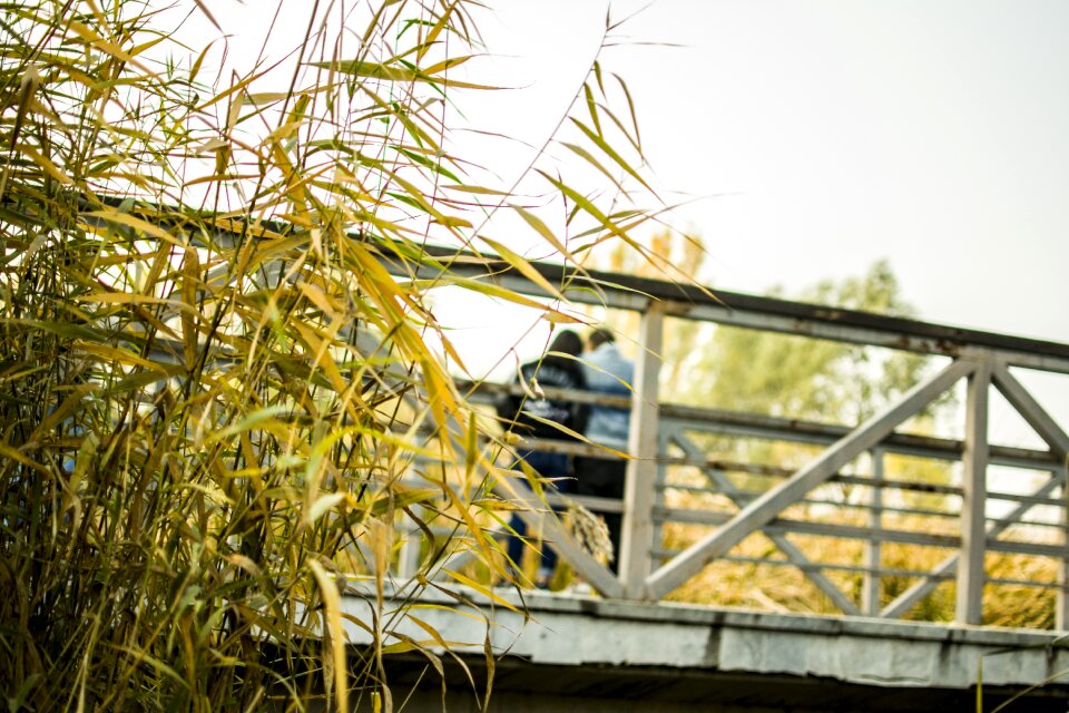 Bridge pedestrians park