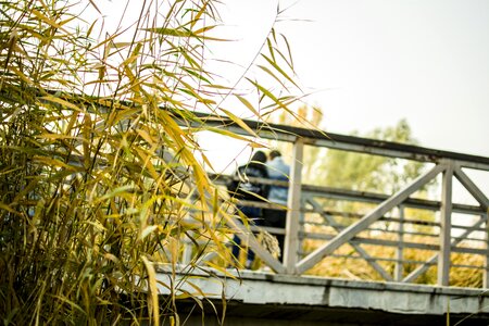 Bridge pedestrians park
