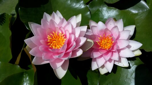 Water lily aquatic plants ponds