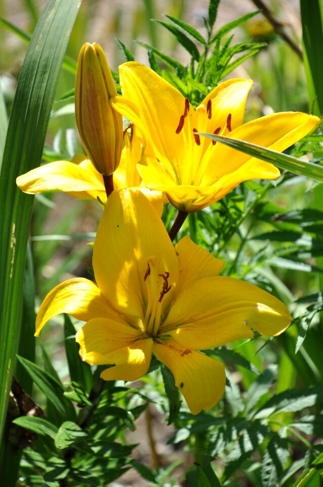 Yellow bouquet garden