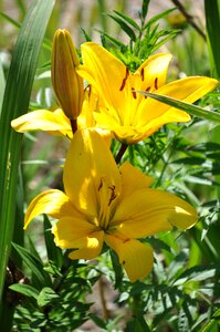 Yellow bouquet garden