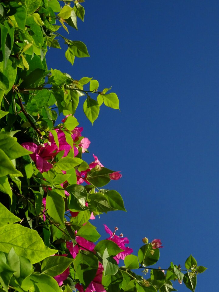 Pink four o'clock plant bush