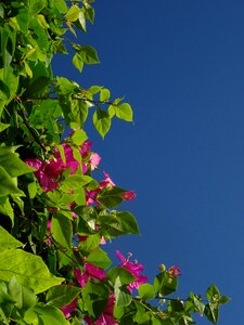 Pink four o'clock plant bush