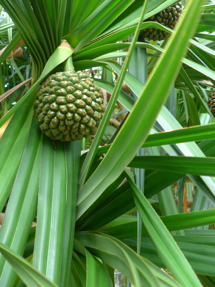 Plant nature structure