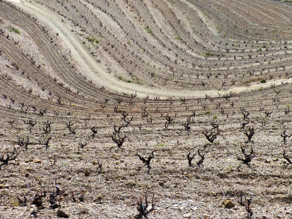 Texture background vine
