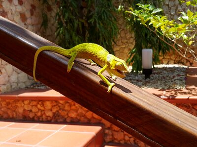 The lizard zanzibar exotica