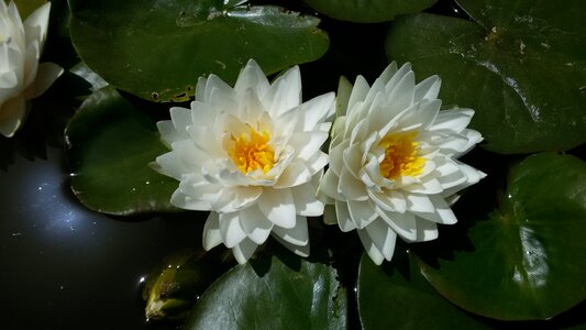 Water lily aquatic plants ponds