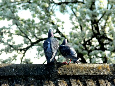 Sky bird animal