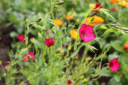 Nature dacha flower bed
