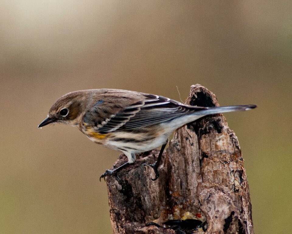 Yellow-rumped perch songbird