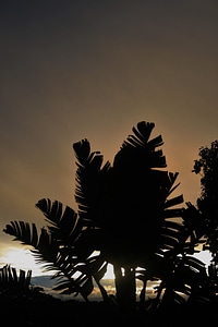 Giant sub tropic sky
